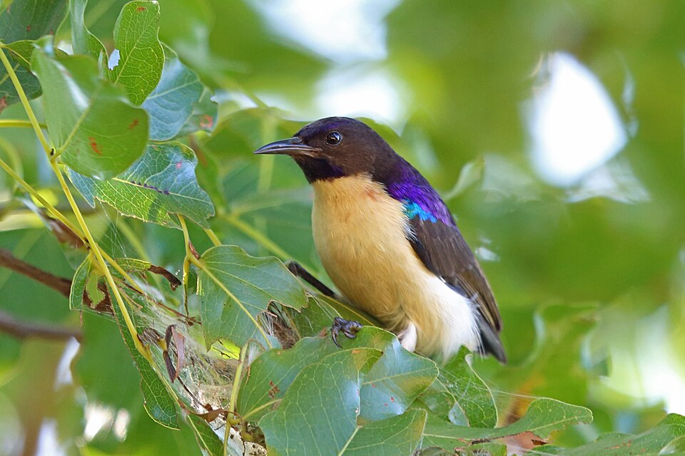 Western Violet-backed Sunbird