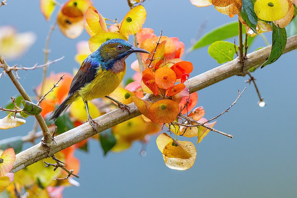 Brown-throated Sunbird
