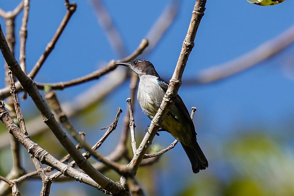 Uluguru Violet-backed Sunbird