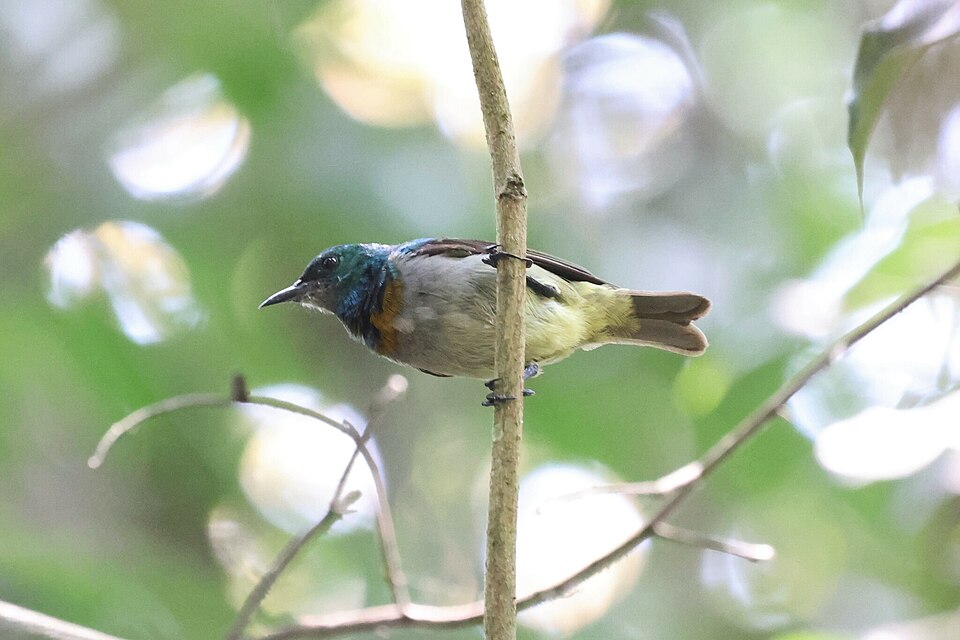 Yellow-chinned Sunbird