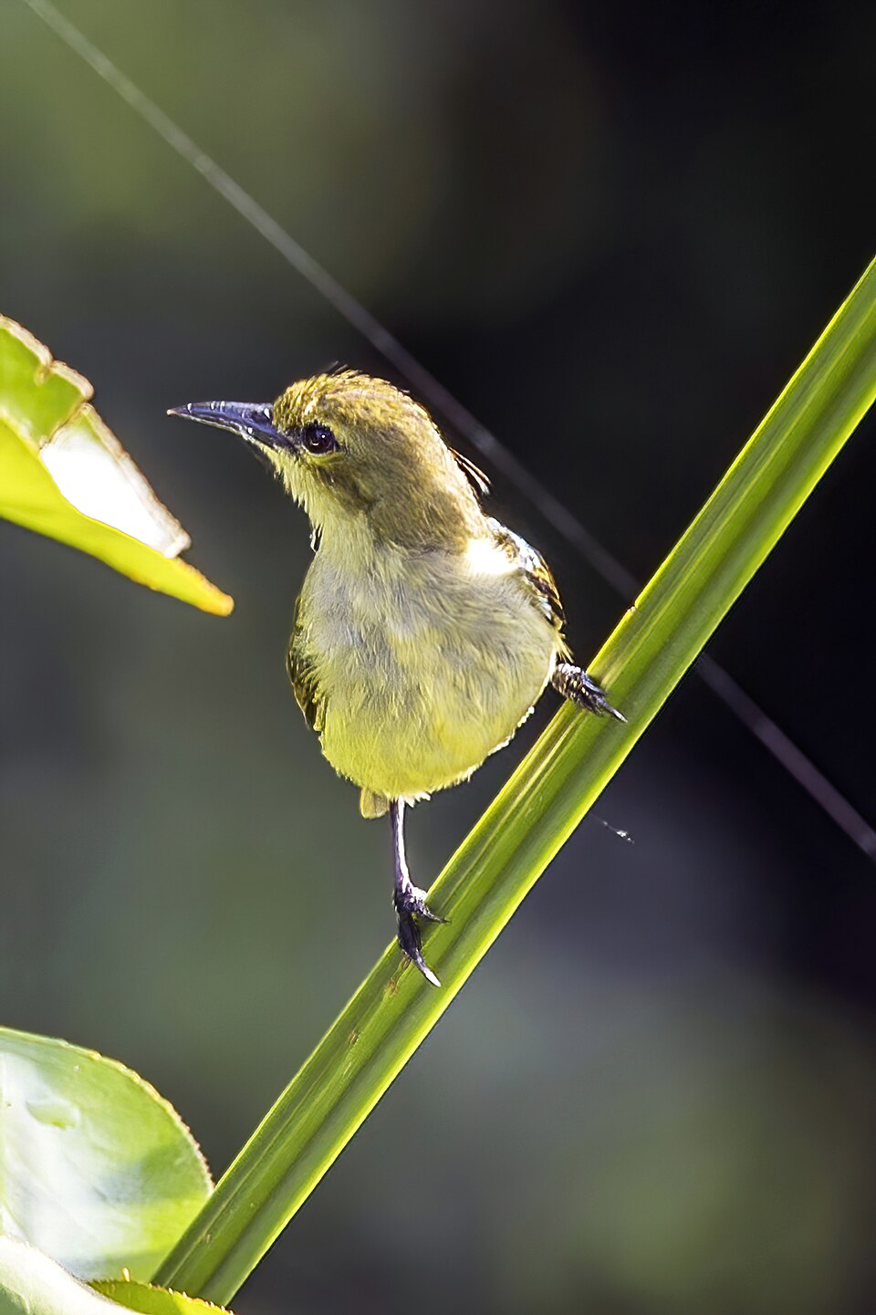Little Green Sunbird