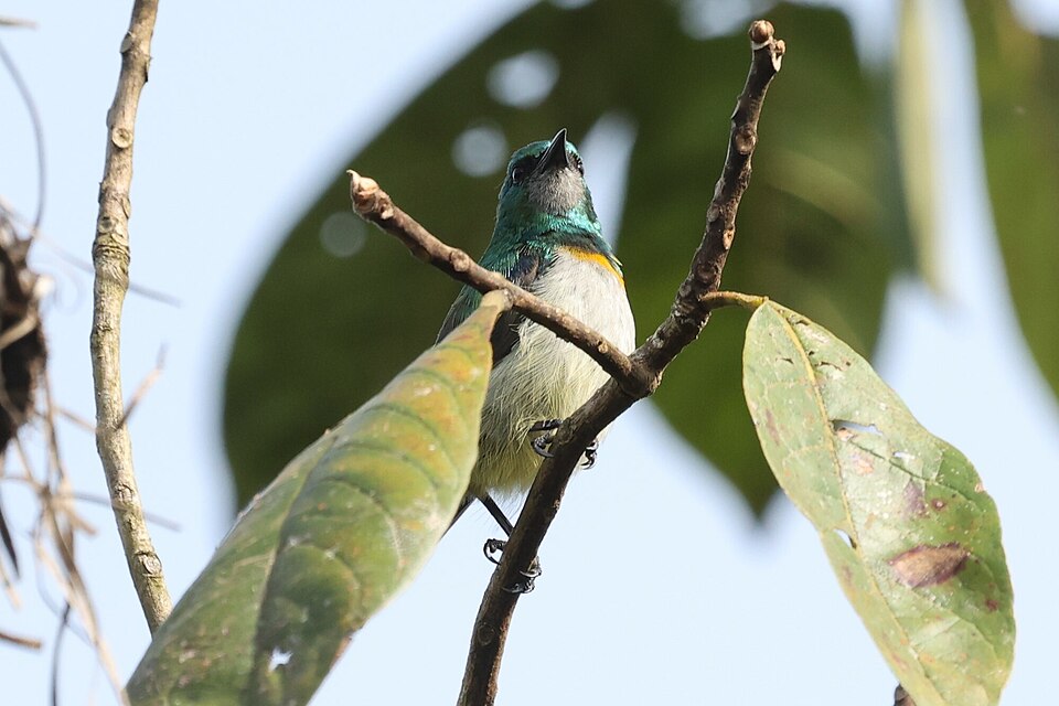 Grey-chinned Sunbird