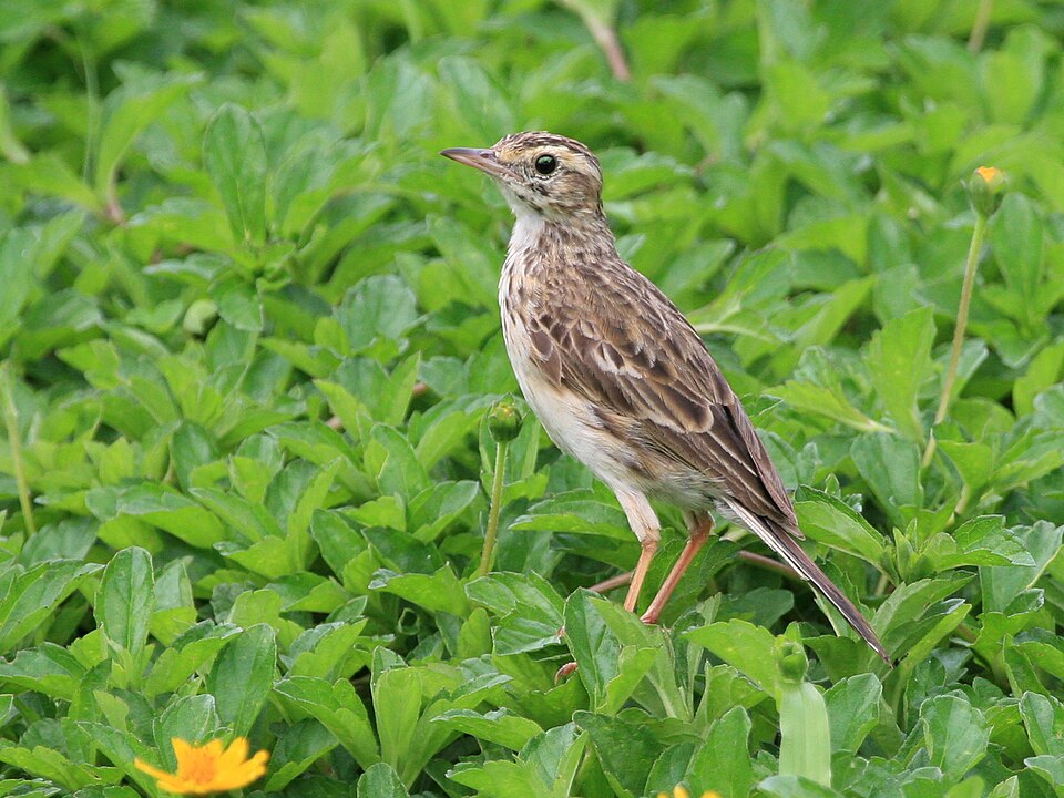 Australian Pipit