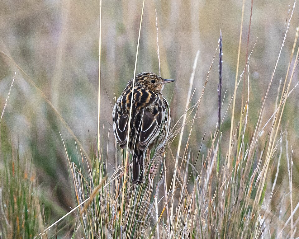 Paramo Pipit