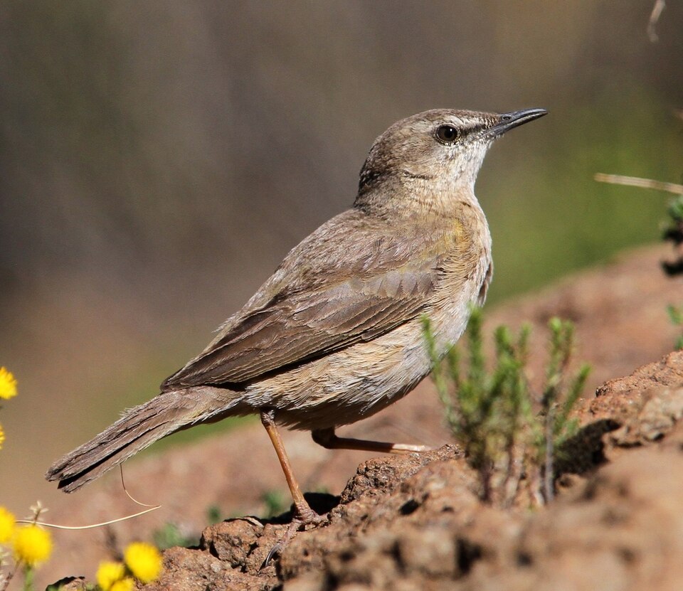 African Rock Pipit