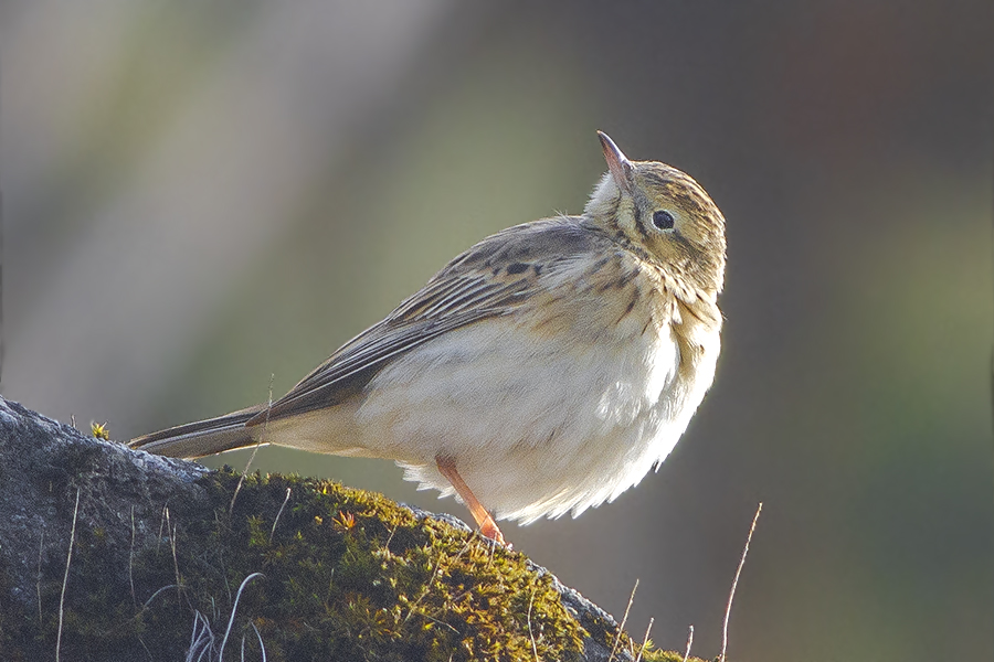 Blyth's Pipit