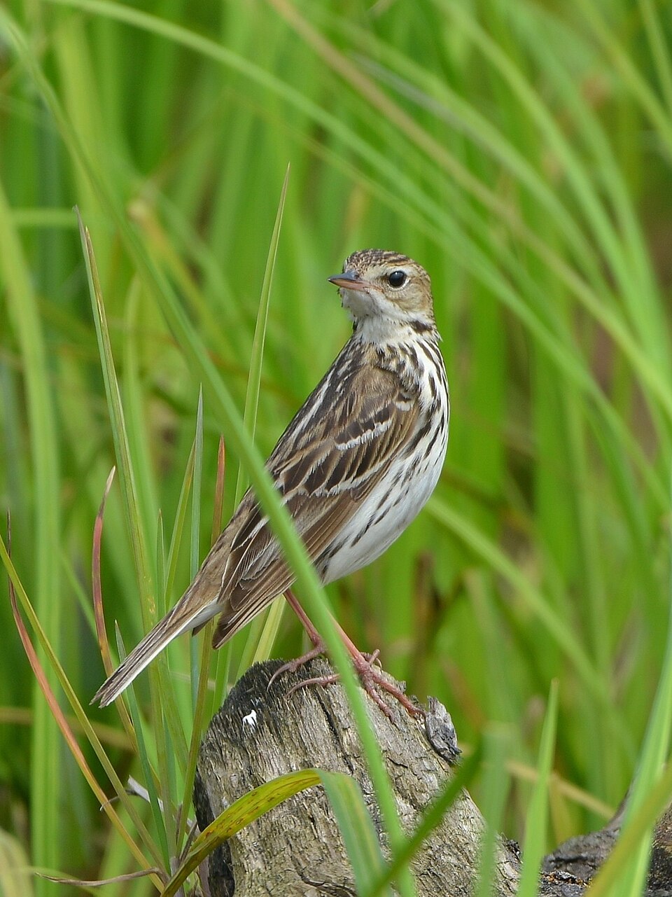 Pechora Pipit