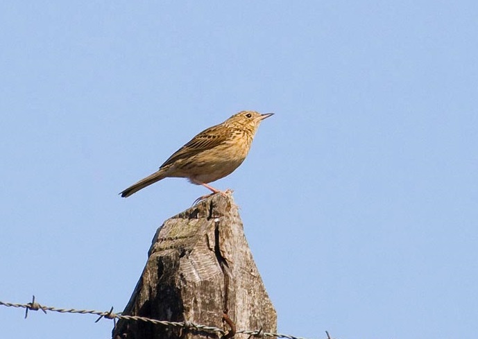 Hellmayr's Pipit