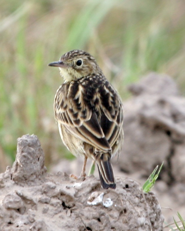 Yellowish Pipit