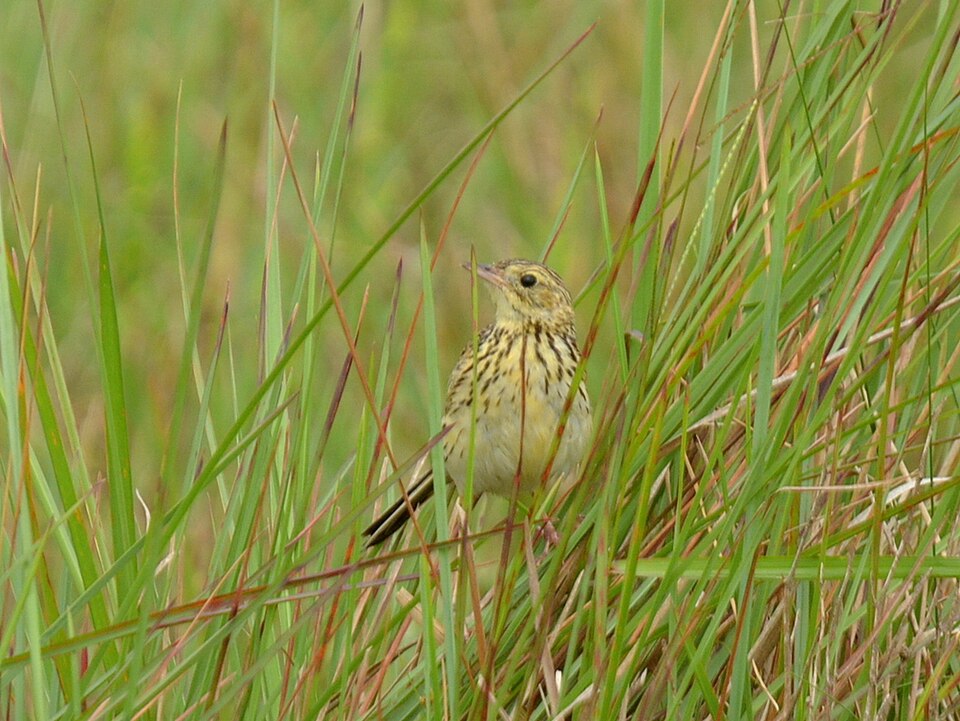 Ochre-breasted Pipit