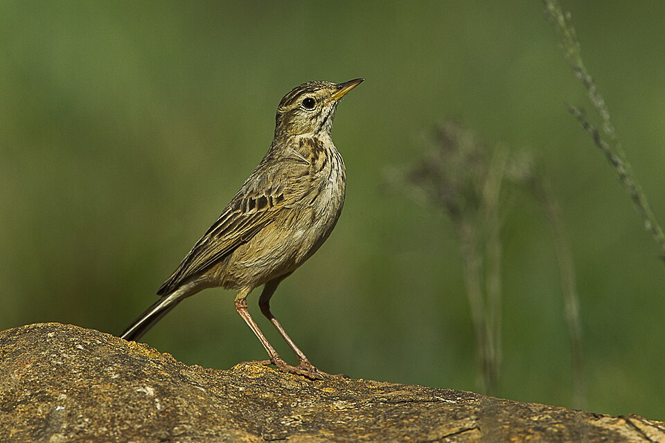 Nicholson's Pipit