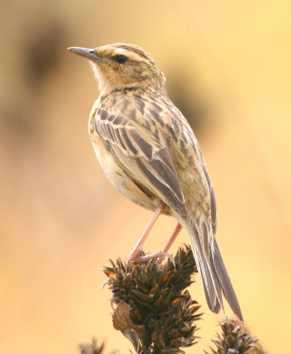 Nilgiri Pipit