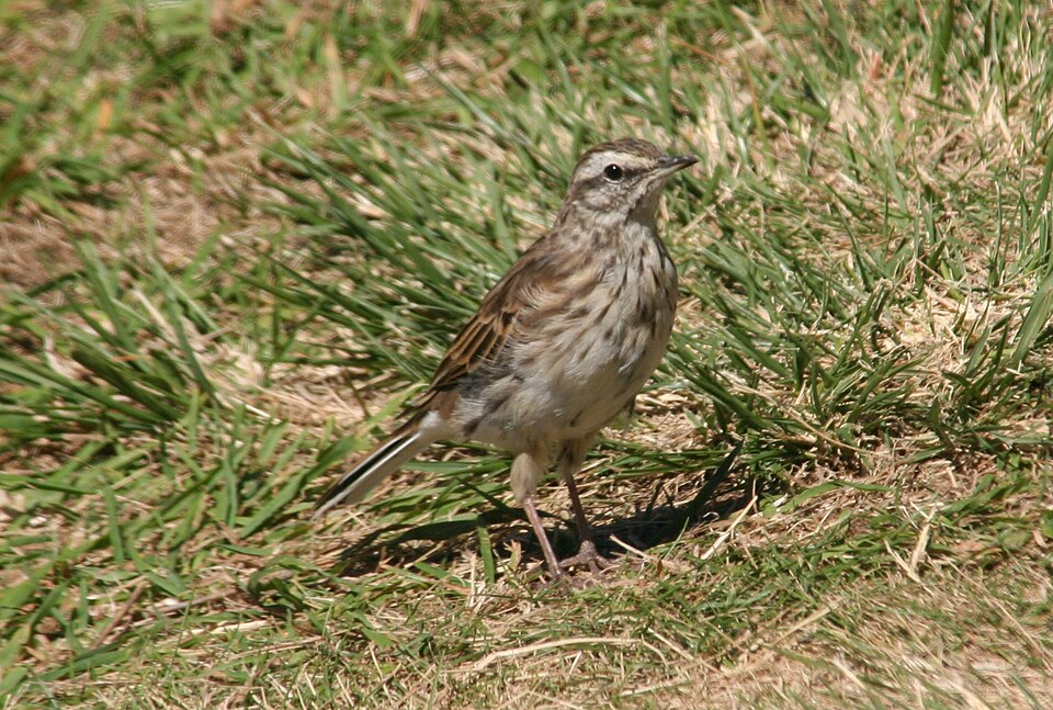 New Zealand Pipit