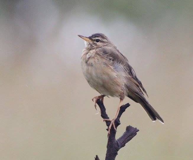 Wood Pipit