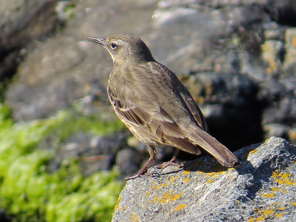 European Rock Pipit