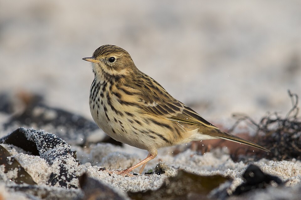 Meadow Pipit