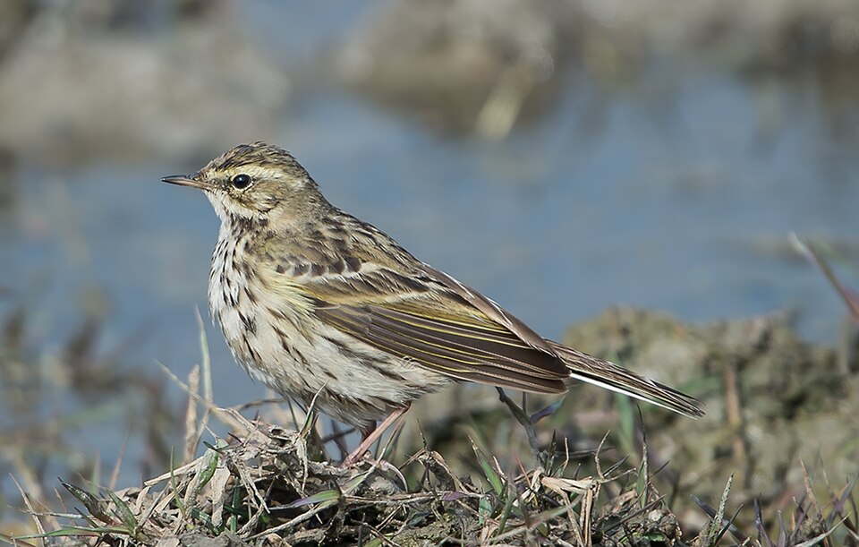 Rosy Pipit