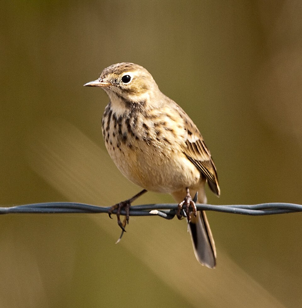 Buff-bellied Pipit