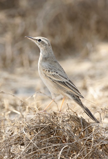 Long-billed Pipit