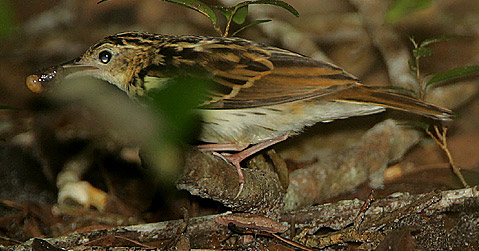 Sokoke Pipit