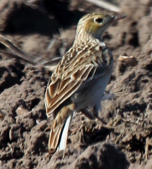 Sprague's Pipit
