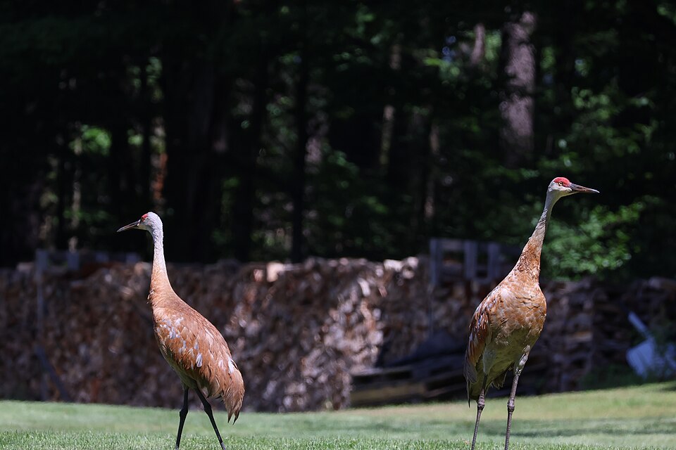 Sandhill Crane