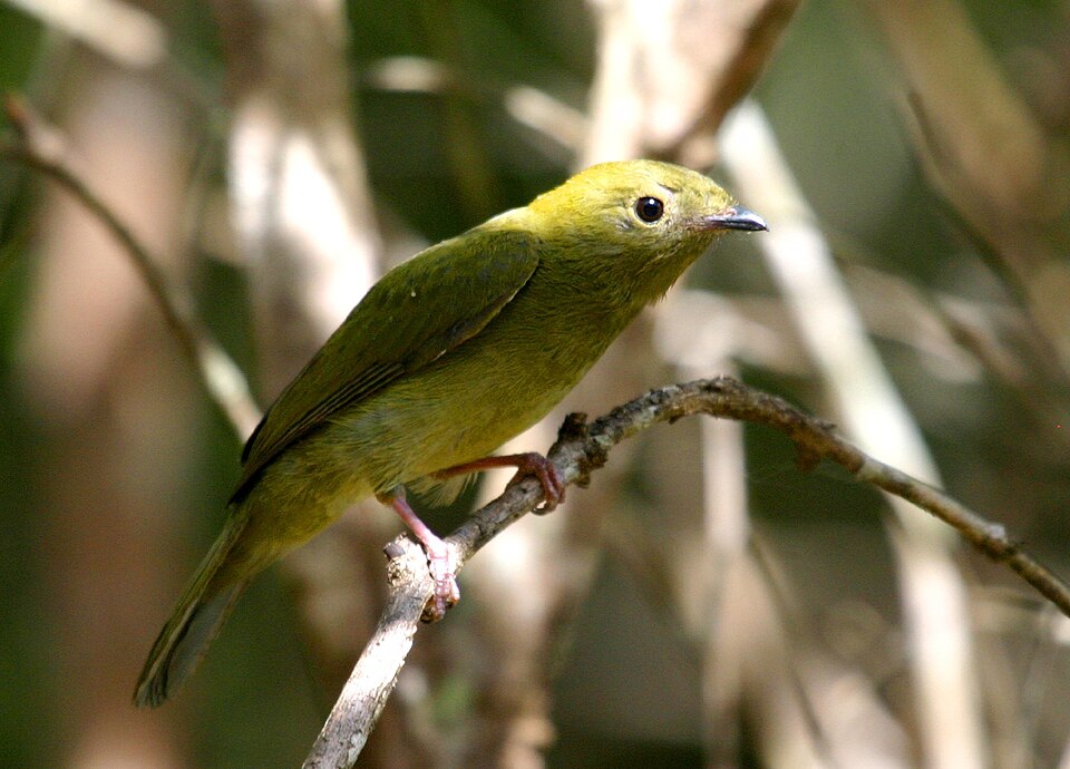Helmeted Manakin