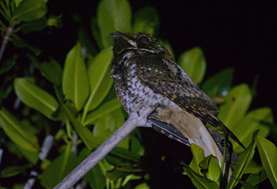 Yucatan Nightjar