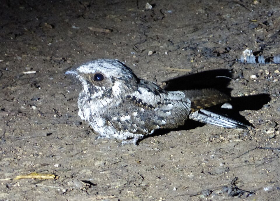 Cuban Nightjar