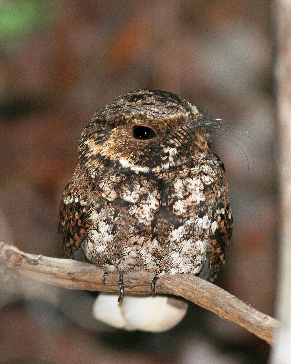 Puerto Rican Nightjar