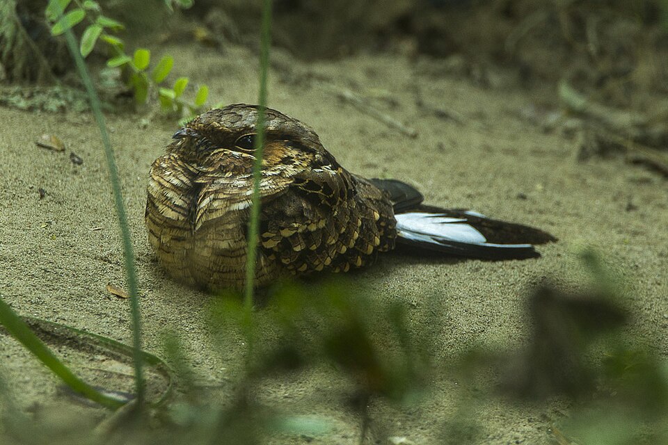 Buff-collared Nightjar