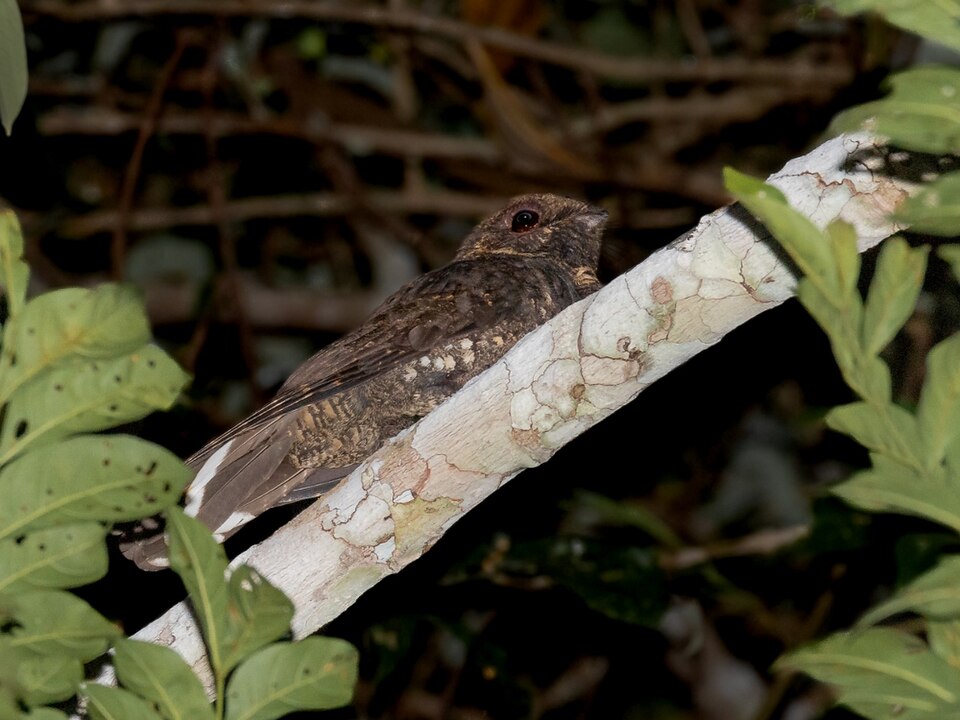 Silky-tailed Nightjar