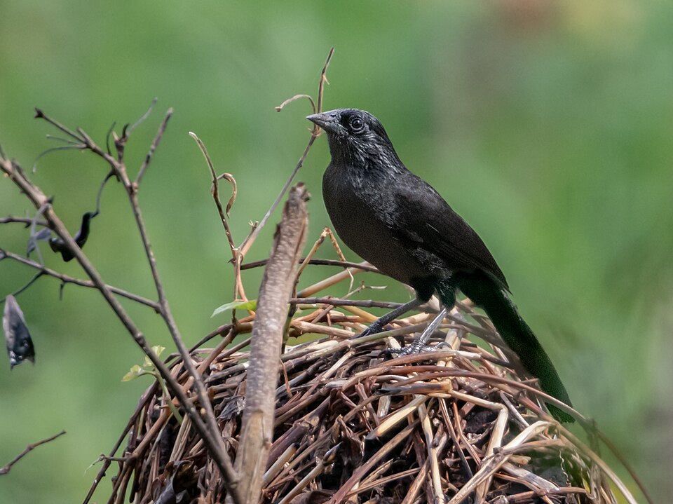 Forbes's Blackbird