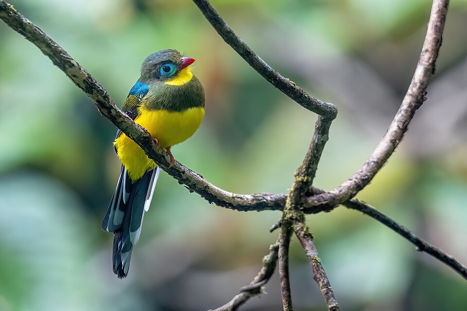 Sumatran Trogon