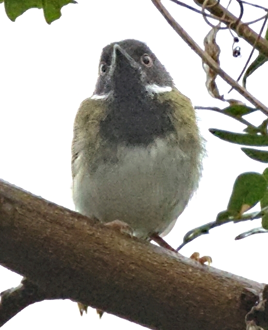 Lowland Masked Apalis