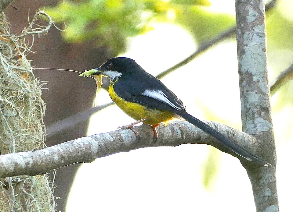 White-winged Apalis
