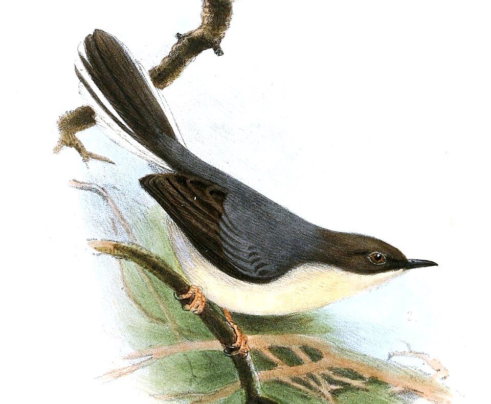 Grey Apalis