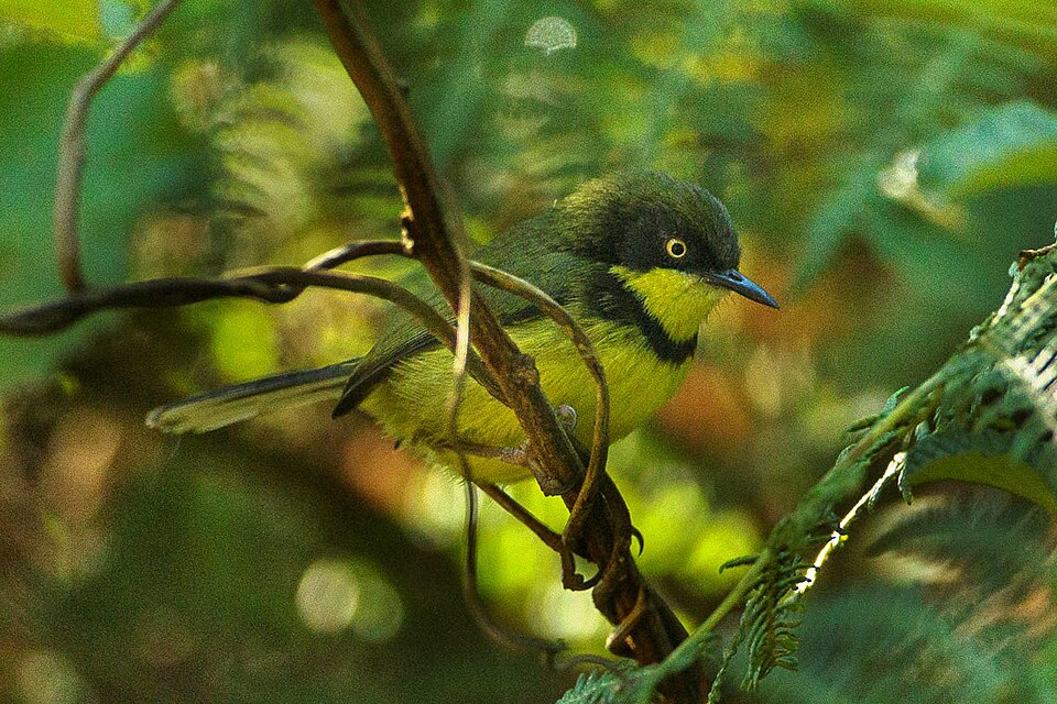 Yellow-throated Apalis