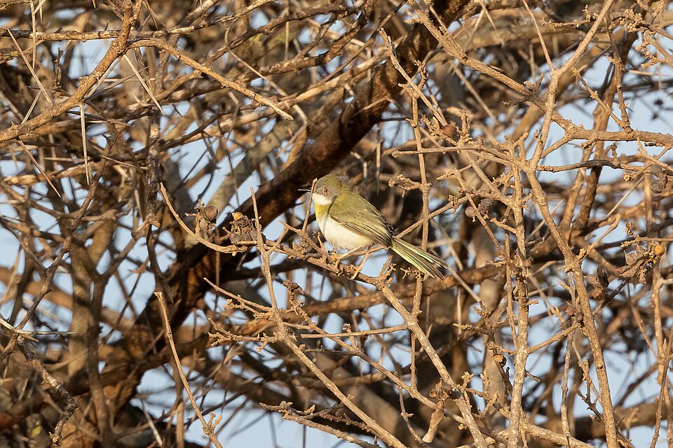 Brown-tailed Apalis
