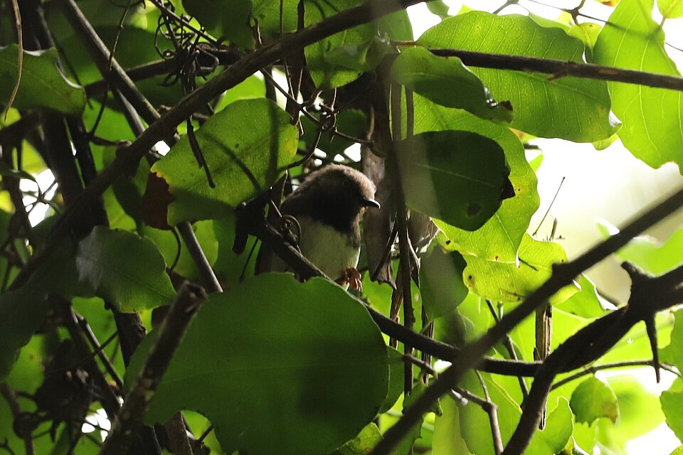 Taita Apalis