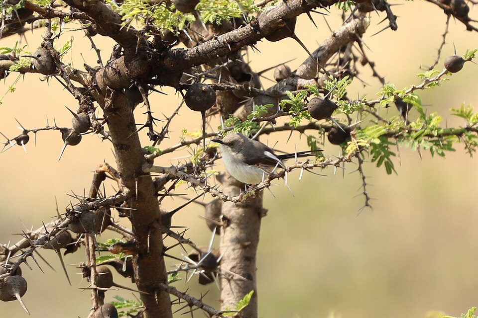 Karamoja Apalis