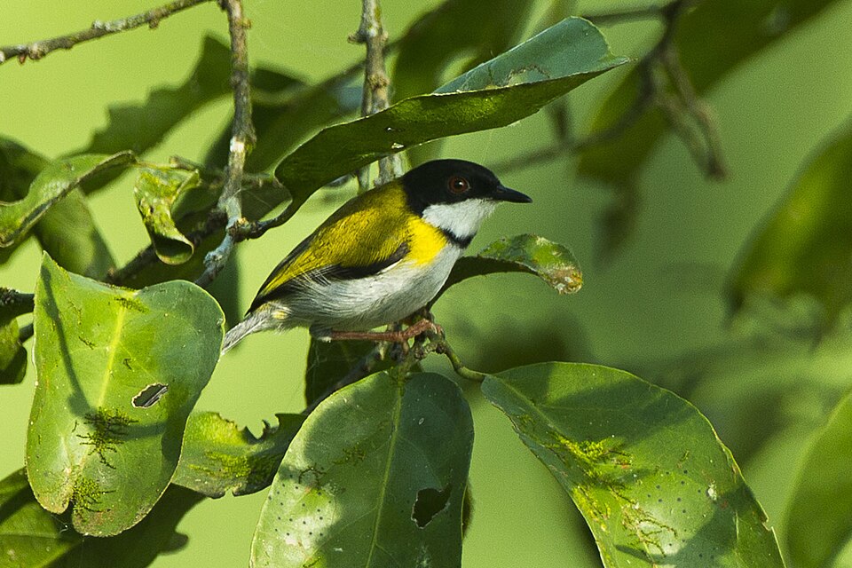 Black-capped Apalis