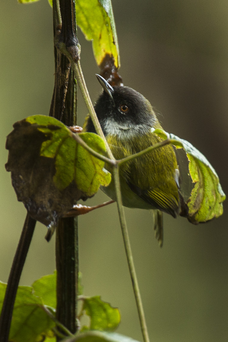 Mountain Masked Apalis
