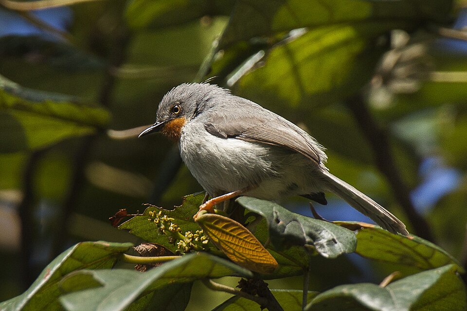 Chestnut-throated Apalis