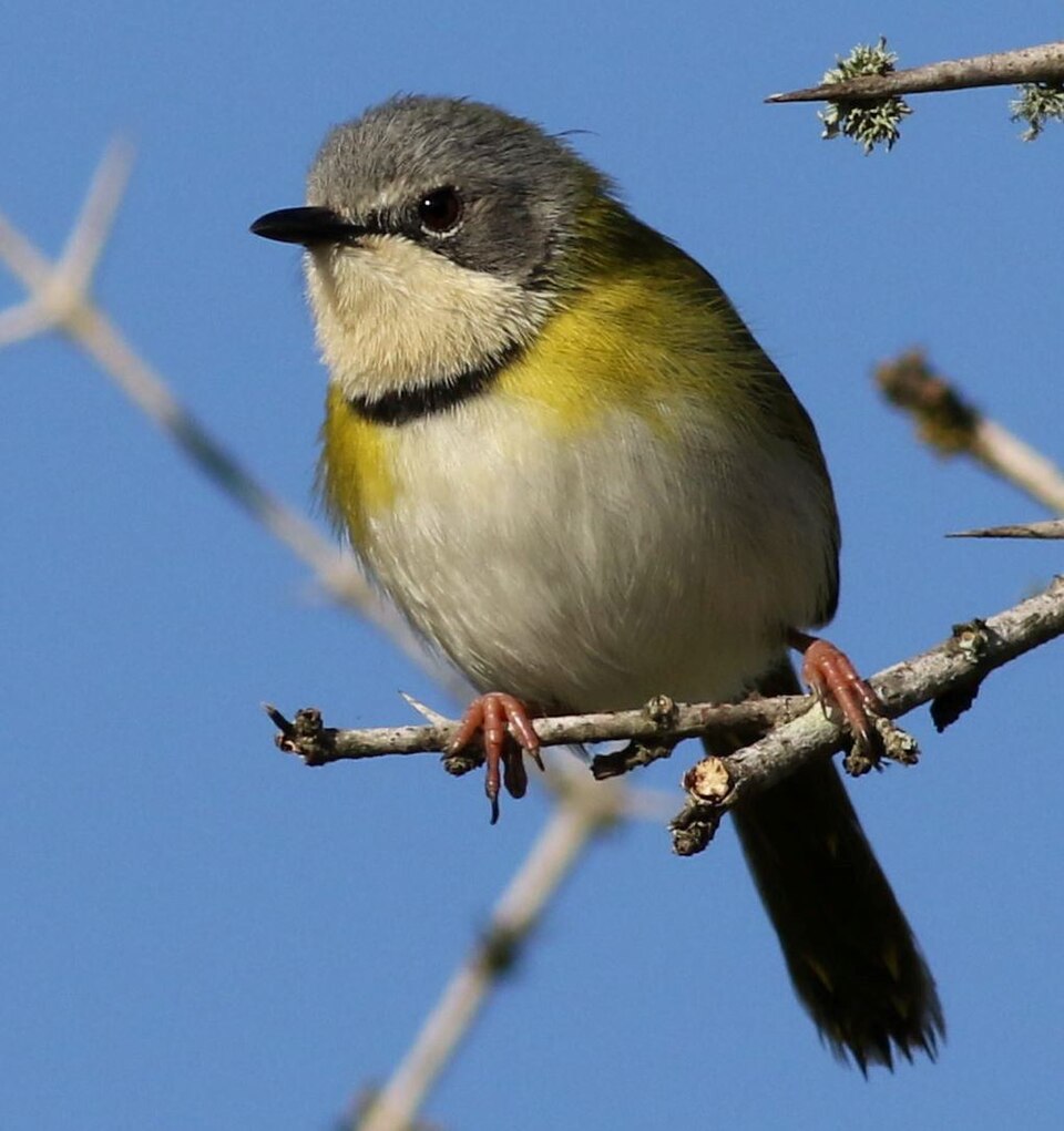 Rudd's Apalis