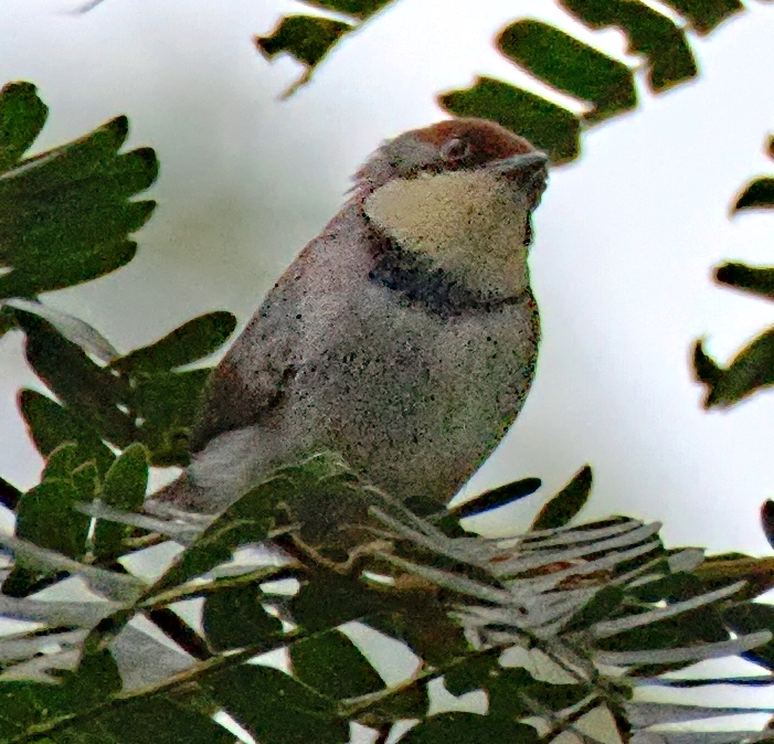 Buff-throated Apalis