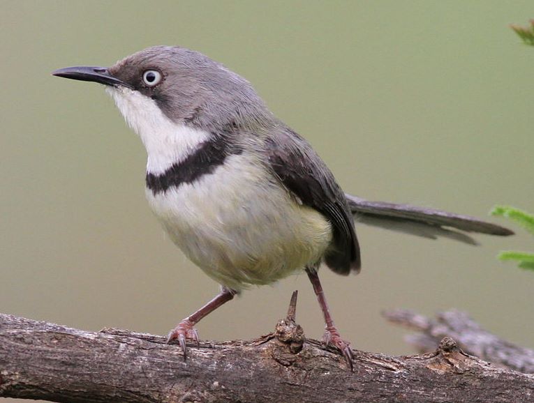 Bar-throated Apalis
