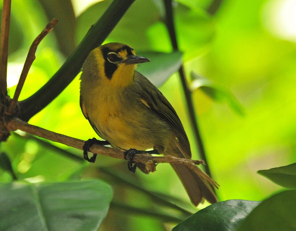 Bonin White-eye