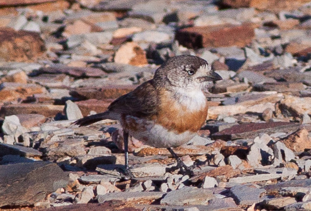 Chestnut-breasted Whiteface