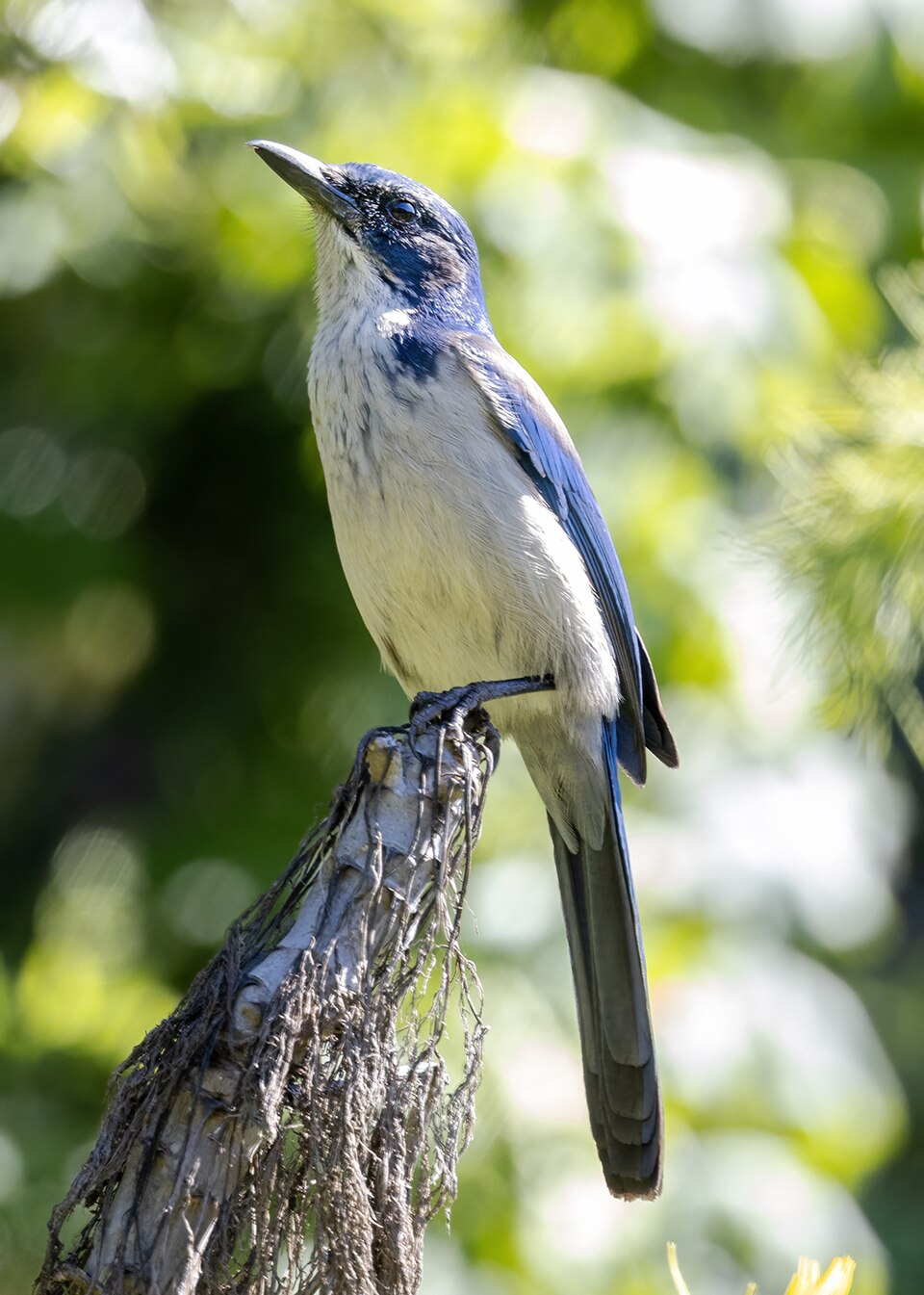 Island Scrub Jay